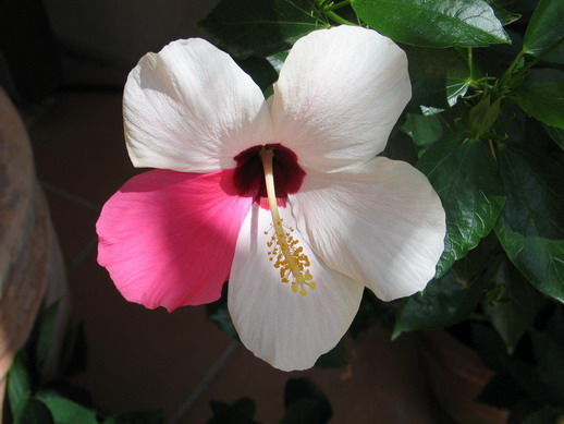 Mein Hibiskus Bluht Immer Nur 1 Tag Haus Garten Forum