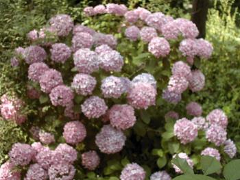 Mogen Hox Xenoblade Wiki Fandom Mogen Hox Xenoblade Wiki Fandom