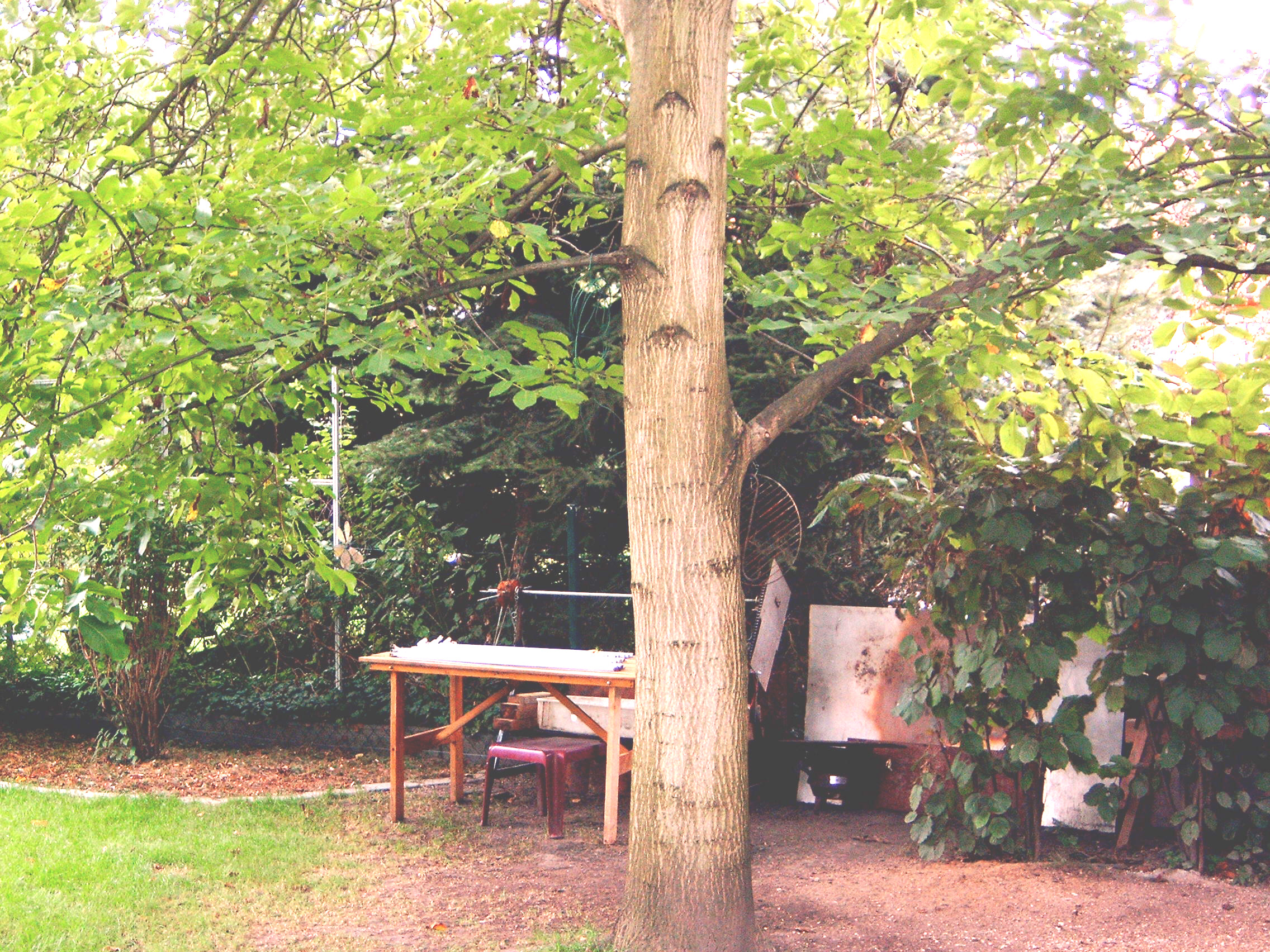 Walnussbaum Beschneiden Haus Garten Forum Chefkoch De