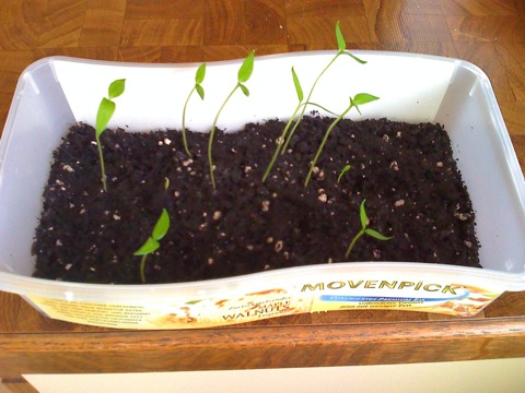 Chili Pflanzen Schon Fruher Pikieren Haus Garten Forum