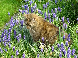 Nachbars Katze Erleichtert Sich In Unseren Blumenbeeten Haus