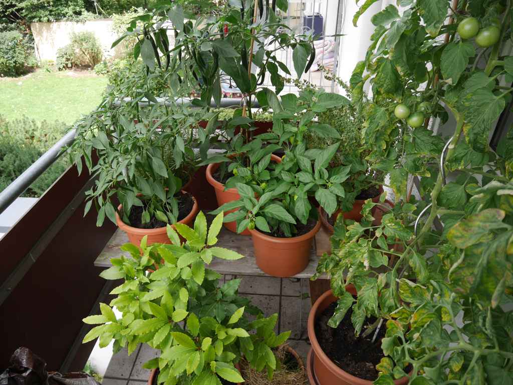 Meine Paprika Fruchte Werden Reif Aber Bleiben Klein Was Tun
