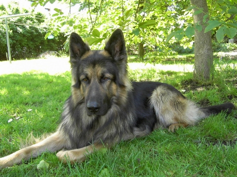 Erfahrung Mit Spray Commander Erziehungshalsband Hund Katze Maus Forum Chefkoch De