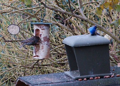 Selbstgemachte Erdnussbutter Gartenvögel 761552429