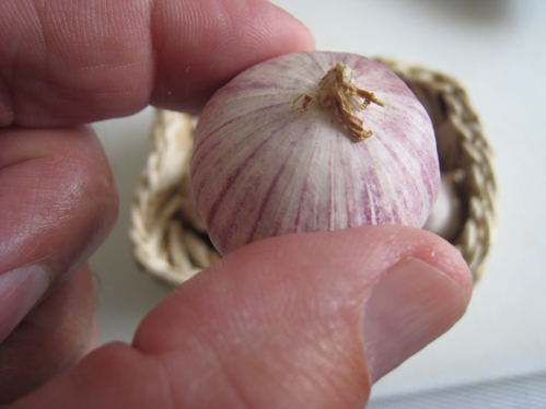 Frischer Knoblauch 1 Knolle 1 Zehe Gemuse Und Salat Forum Chefkoch De