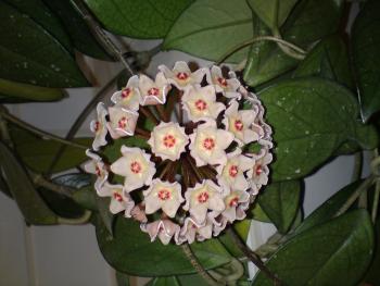 Was ist das fr eine schne (Stinke-)Blume? | Haus & Garten Forum |  Chefkoch.de