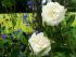 2 weiße Rosen