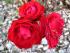 3 rote Rosen