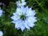 seltene blaue Blume