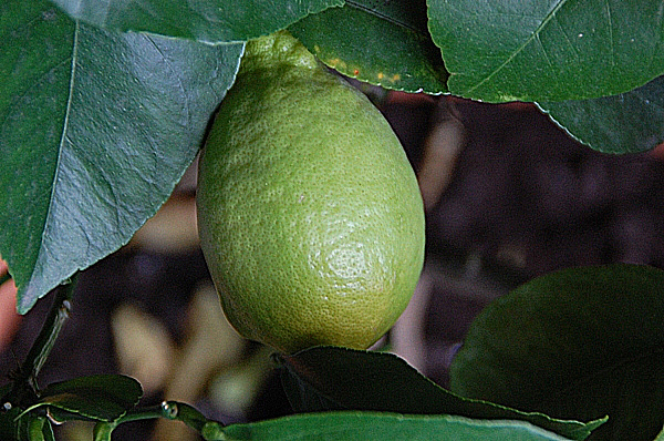 ficus elastica variegata kaufen Ficus 'Triangularis Variegated' | Indoor Plant | Tropical Plant | Potted  Plant main image 1