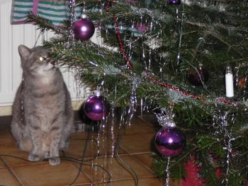 full_frekjaweihnachtskatze.jpg
