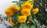 Sonnenblume I