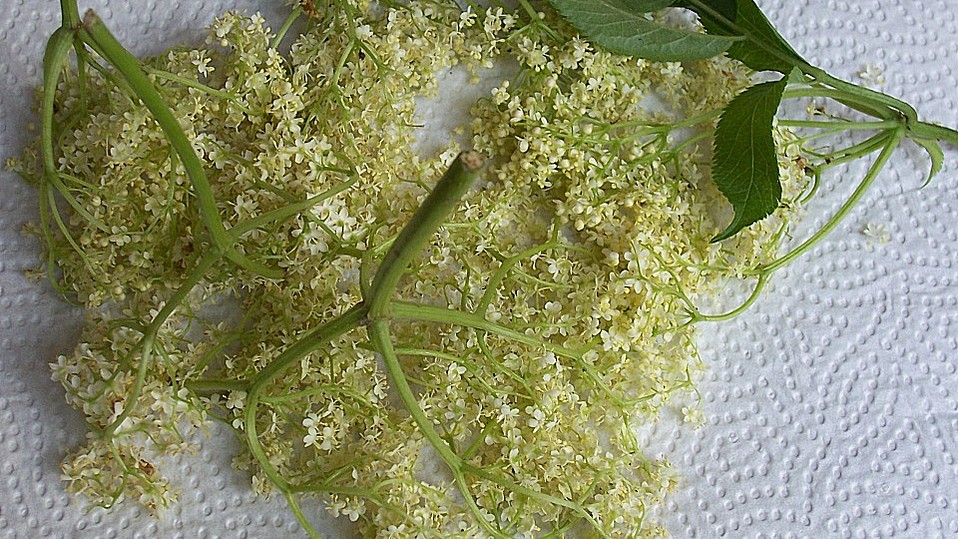 Holderküchle von vinole Holderküchle von vinole