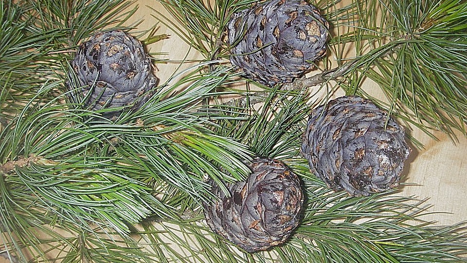 Zirbenschnaps Chefkoch 