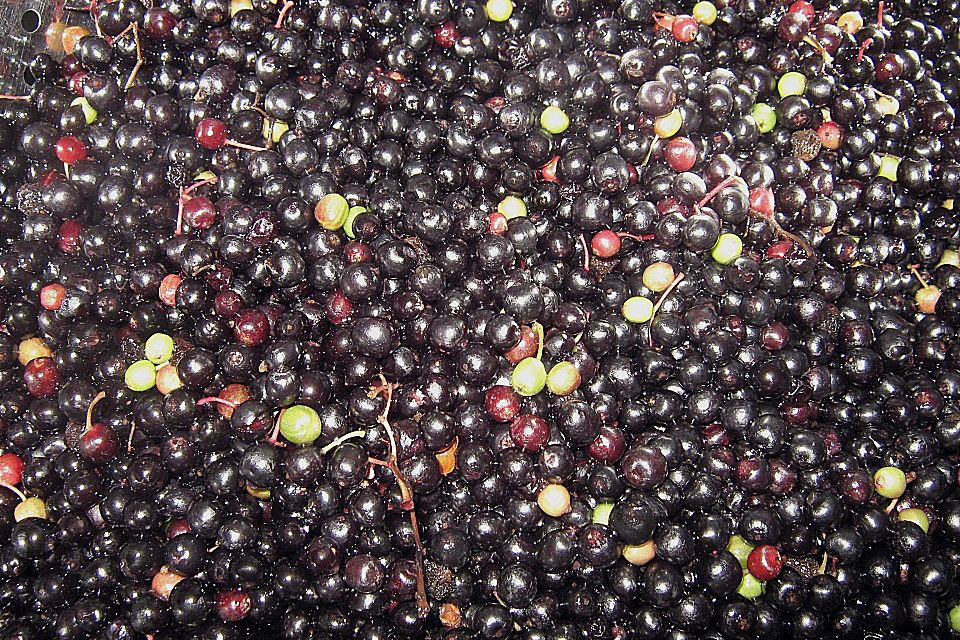 Fliederbeersaft / Holundersaft Fliederbeersaft / Holundersaft