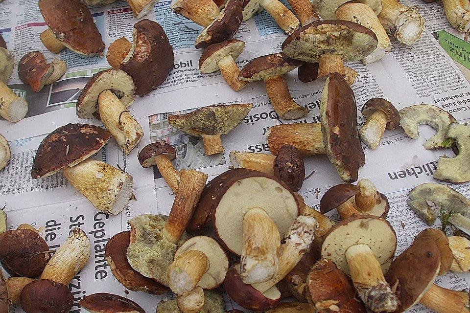 Gebratene Waldpilze - gebrotn`e Schwamme
