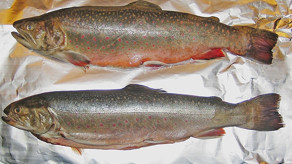 Saibling in der Folie von ronomu