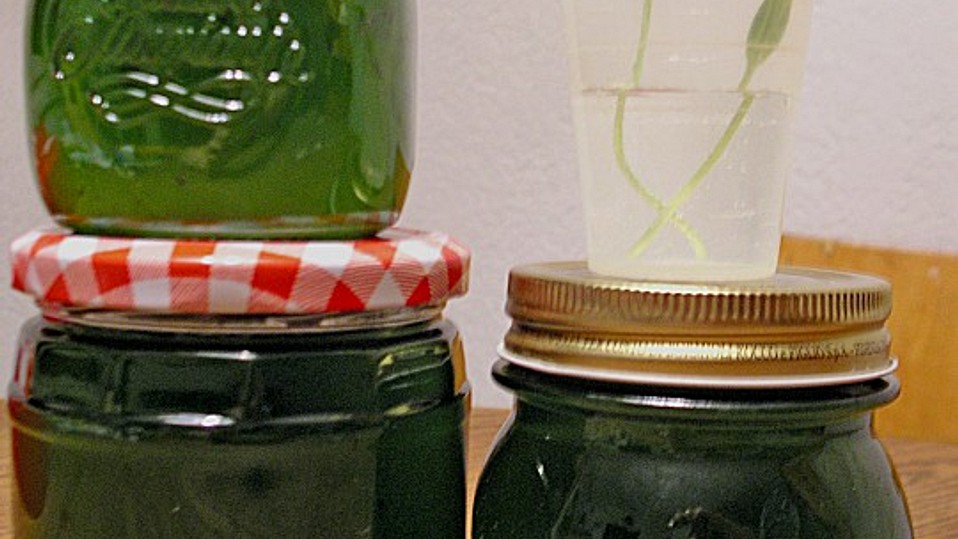 Pfefferminzgelee von Saeros