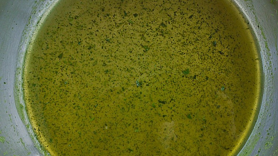 Pfefferminzgelee von Saeros