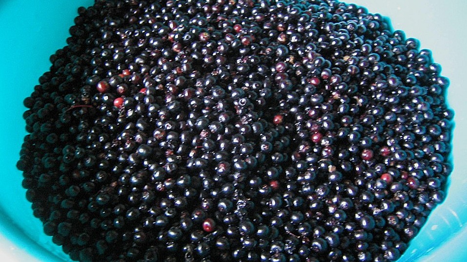 Hollerbeerensirup von kleinehobbits Hollerbeerensirup von kleinehobbits