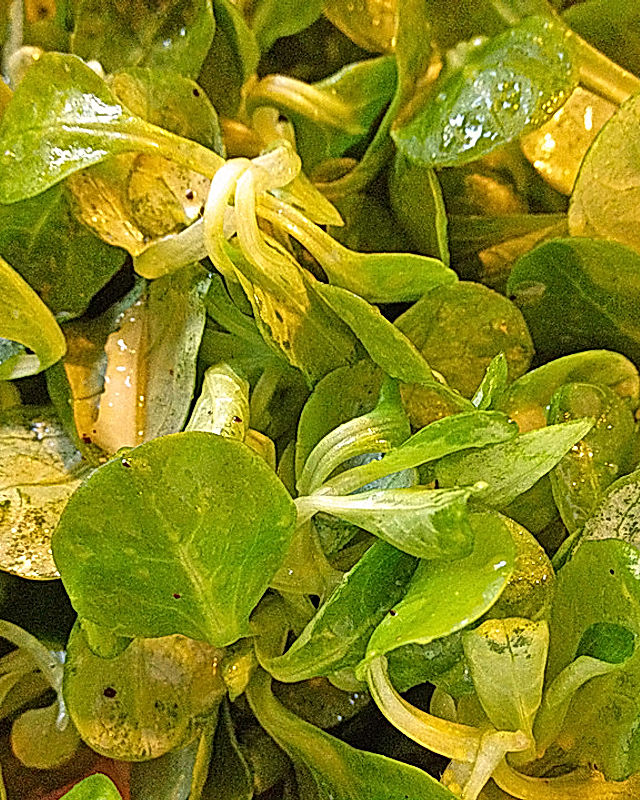 Salatdressing mit Feigen-Aperitif-Essig