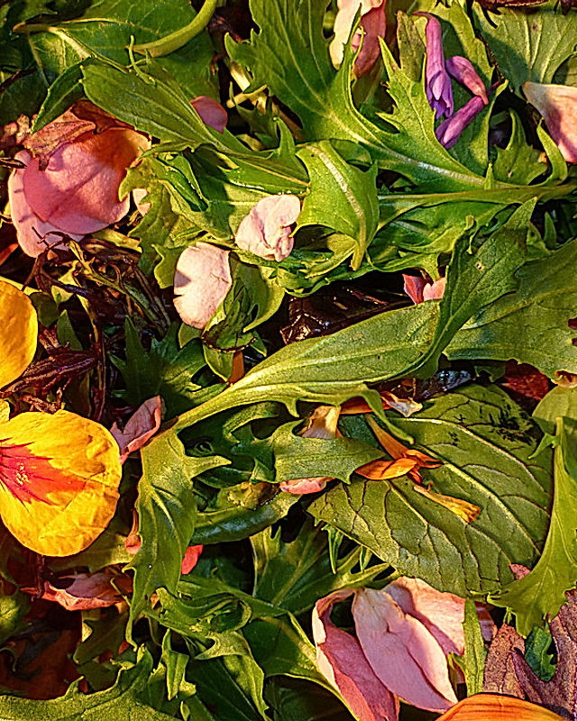 Blütensalat mit Wildkräutern und Cashewdressing