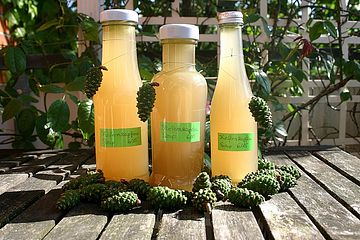Grüne Kiefernzapfen-Sirup