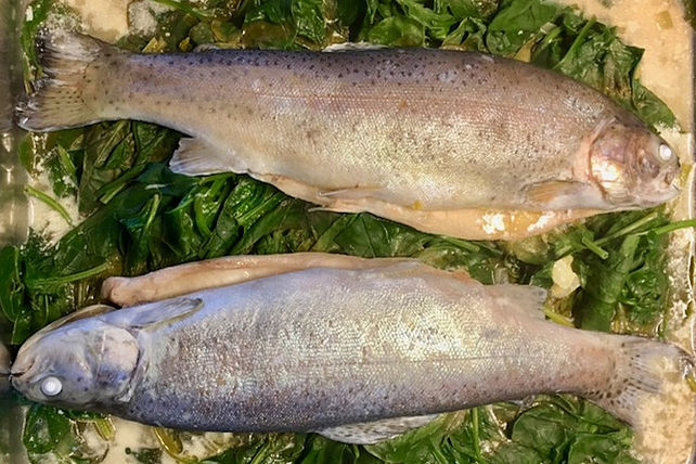 Forelle blau auf Blattspinat im Dampfgarer von Zorro46| Chefkoch
