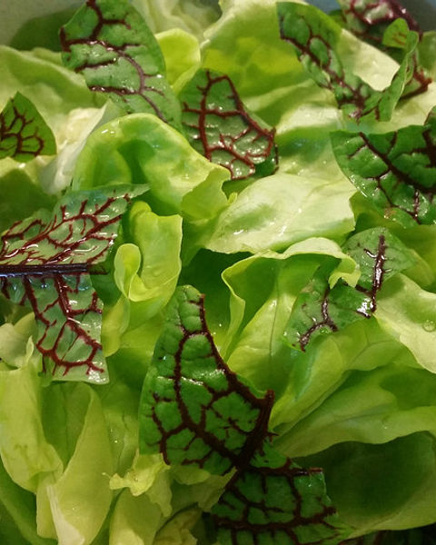 Blutampfer Rezepte | Chefkoch