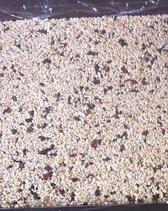 Amaranth Rezepte | Chefkoch