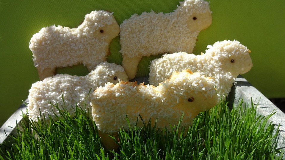 Kokos - Lämmchen von alina1st Kokos - Lämmchen von alina1st