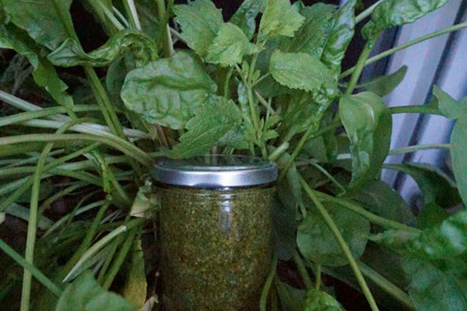 Sauerampfer-Zitronenmelisse-Pesto