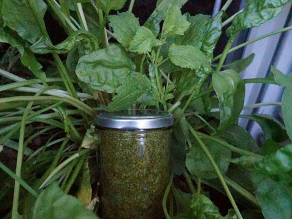 Sauerampfer-Zitronenmelisse-Pesto von j-wegener| Chefkoch