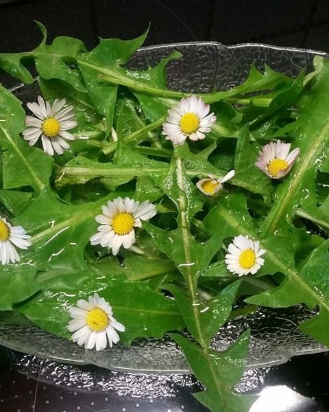 Löwenzahnsalat Rezepte | Chefkoch Löwenzahnsalat Rezepte | Chefkoch