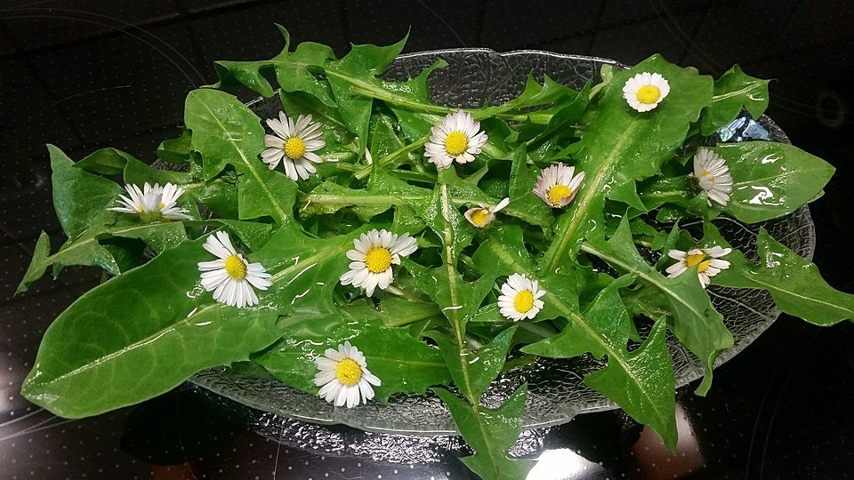 Ganseblumchen Lowenzahn Salat Von Sonja Chefkoch 