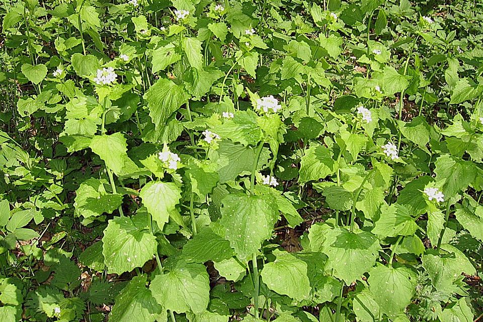 Knoblauchrauke - Brotaufstrich