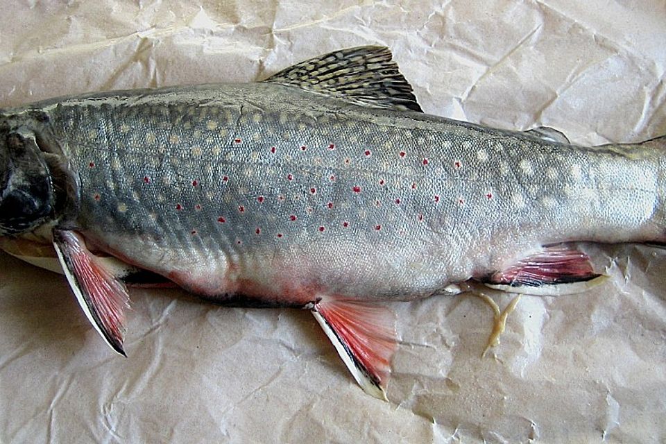 Gebeizte Saiblingsfilets mit Gin - Mayonnaise