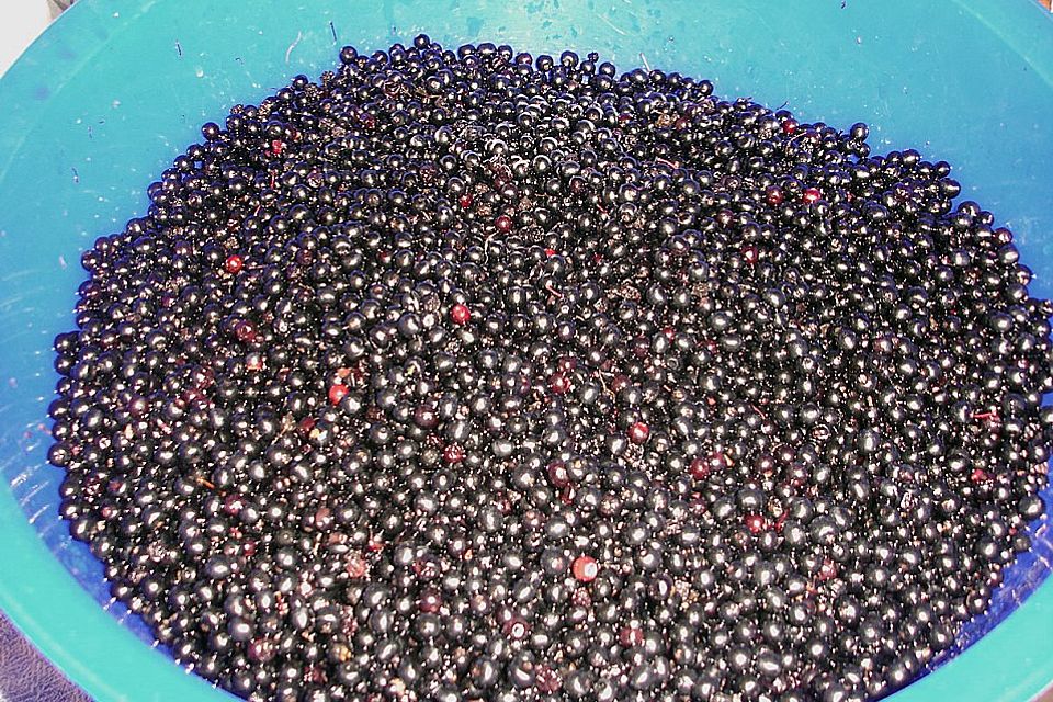 Holunderlikör aus Saft Holunderlikör aus Saft