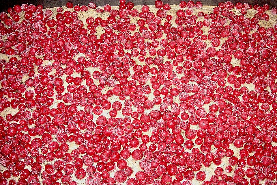 Mohnkuchen mit Johannisbeeren Mohnkuchen mit Johannisbeeren