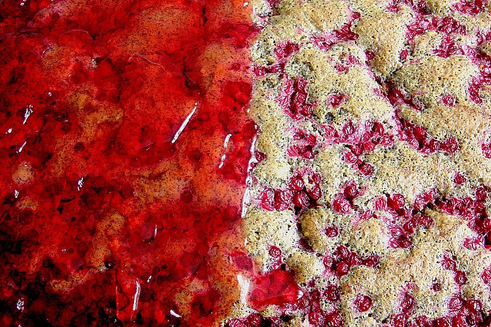 Mohnkuchen mit Johannisbeeren Mohnkuchen mit Johannisbeeren